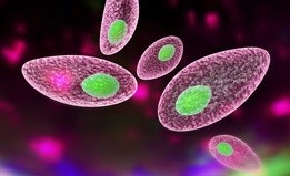 Toxoplasma gondii test PCR (Toksoplazmoza)