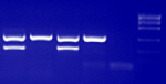 XY-test PCR- identyfikacja płci