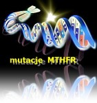 MTHFR - polimorfizmy 677C>T oraz 1298A>C 