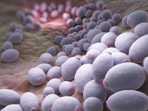 Candida MultiplexPCR5: genotypowanie Candida