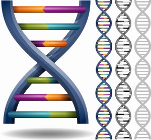 CYP2C19- allele *2*3 (Klopidogrel)