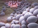 Candida auris - test PCR