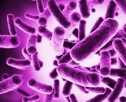 Bordetella pertussis / parapertussis - test na krztusiec (koklusz)