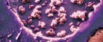 Mycoplasma sp. PCR